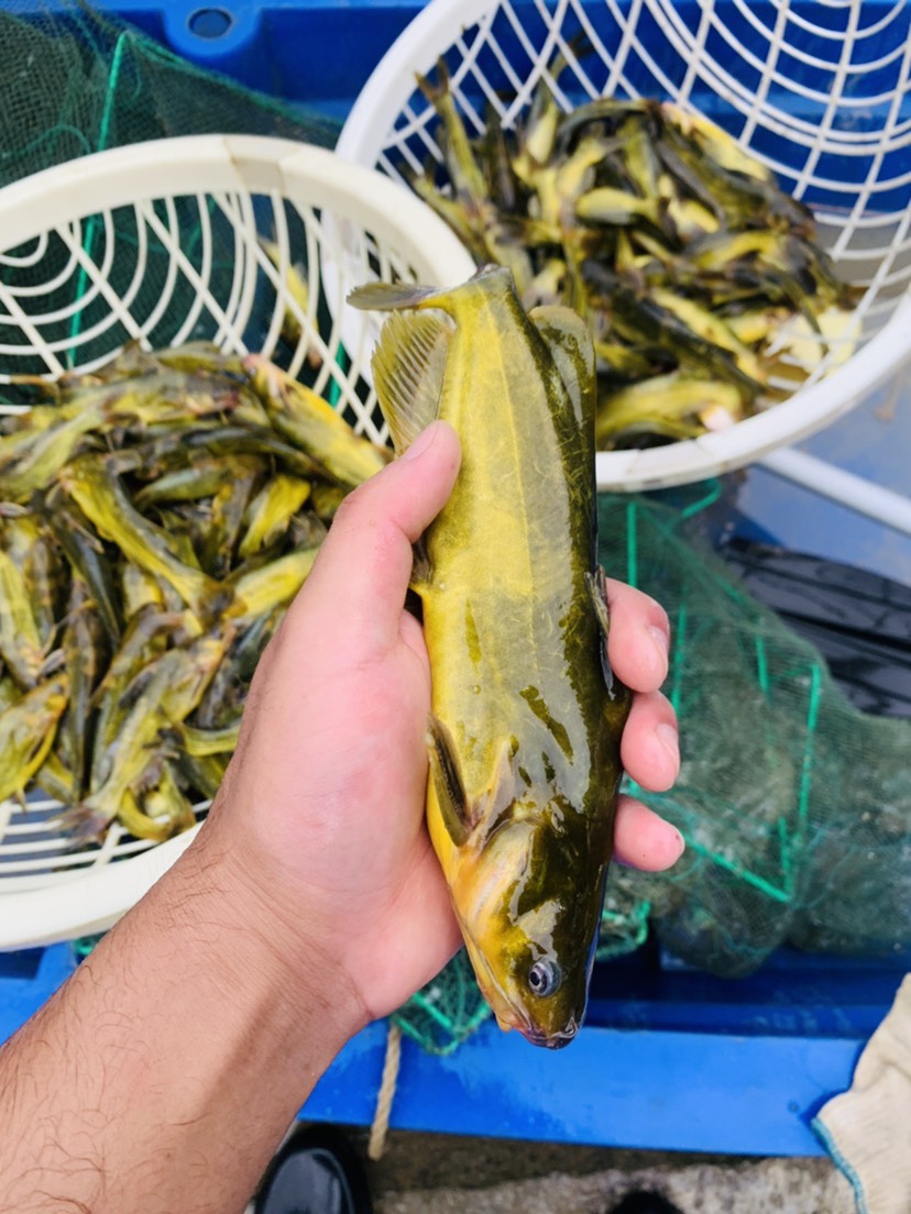 有很多种叫法,上海人叫"昂牛";苏州人称为"汪钉头";东北人叫"嘎牙子"