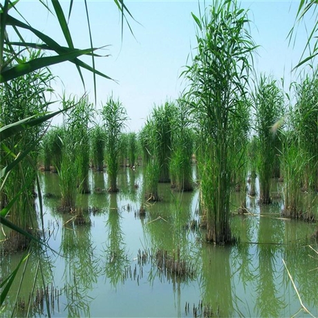 绿化芦苇苗白洋淀芦苇苗种植承接水生态修复净化置景工程
