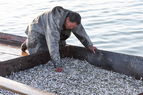 河北水庫池沼公魚魚卵批發 池沼公魚苗養殖基地 池沼公魚繁育中心-搜