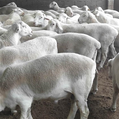 澳洲白羊羔价位 澳洲白绵羊孕羊 基地养殖