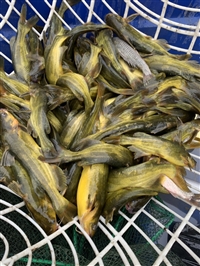 养殖黄颡鱼产地价格 养殖黄颡鱼多钱一斤 养殖黄颡鱼市场价格