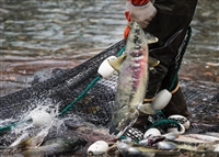 抚远鱼类批发市场 大马哈鱼批发价格 大马哈鱼抚远批发多钱