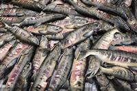 黑龙江大马哈鱼一手批发 抚远大马哈鱼进货渠道 大马哈鱼市场