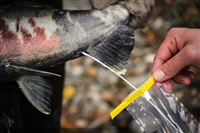 黑龙江大马哈鱼厂家直销 抚远大马哈鱼销售公司 大马哈鱼多钱