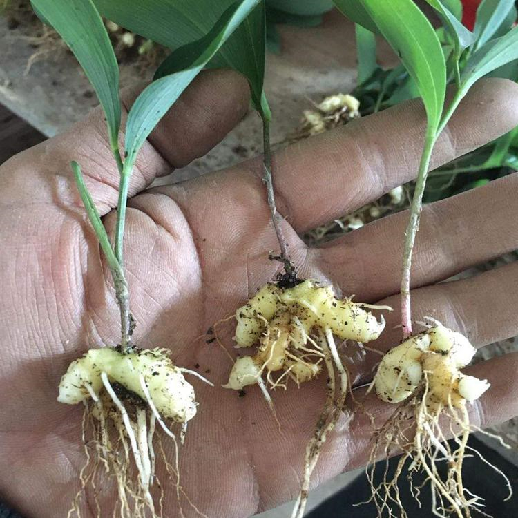 批发零售黄精苗 黄精苗 佳沃农业经销商家