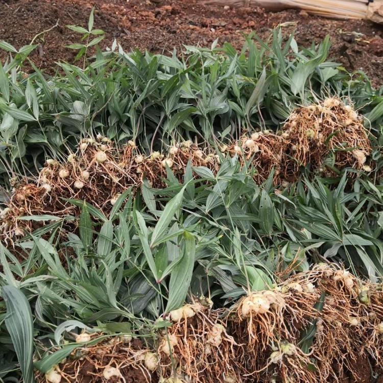 公司动态黄精苗 黄精苗 佳沃农业价格详情