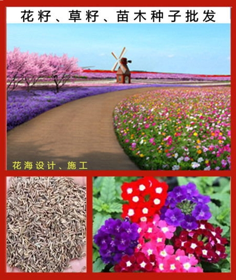 花海魯冰花種子價格