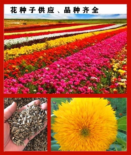 花海雞冠刺桐種子多少錢