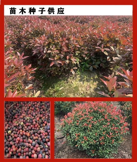花海雞爪槭種子什么地方有賣的