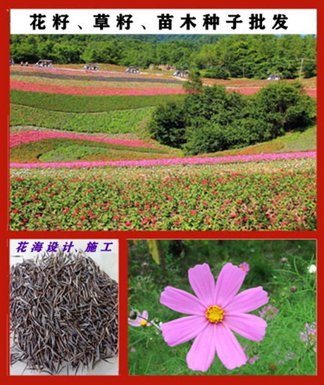 今年一串紅種子什么地方有批發(fā)