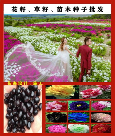 質(zhì)量好的鈣果種子什么地方有批發(fā)