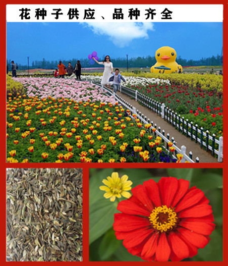 質(zhì)量好的紅地膚種子價格