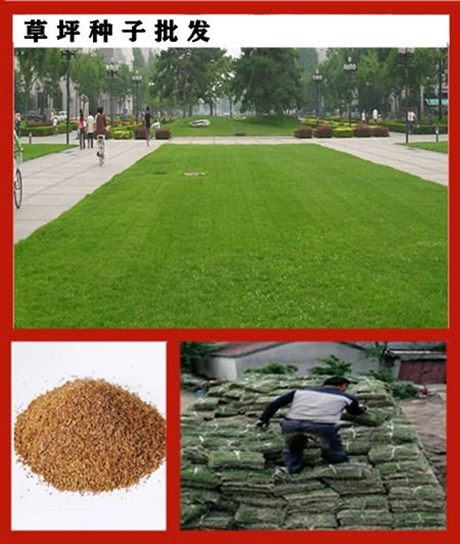 質量好的草苺種子什么地方有出售的