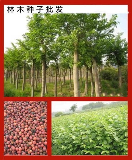 質(zhì)量好的黃晶菊種子什么地方有賣的
