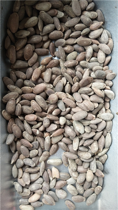 瓜蒌子2020价格   中药材瓜蒌子作用
