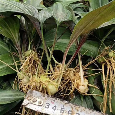 黄精苗经销商家佳沃农业黄精苗种类齐全