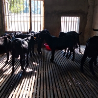 黑山羊和奶山羊杂交效果  黑山羊育肥，转群方法