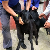 黑山羊牧草，黑山羊养殖草料，养羊饲草