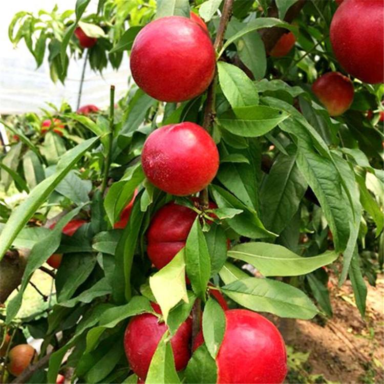 优质品种中油金铭油桃品种介绍