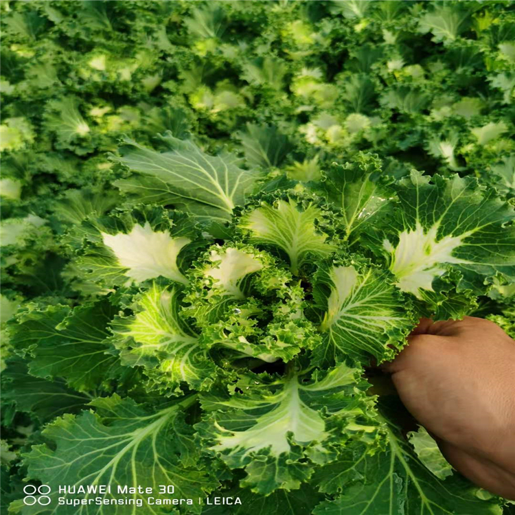 向亮苗木供應羽衣甘藍基地直銷農戶價格