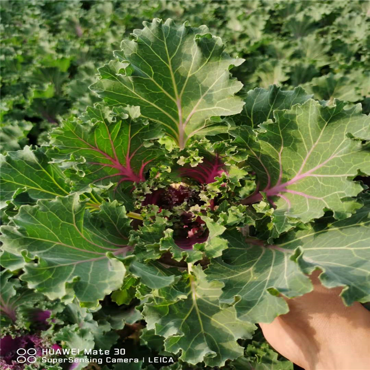 向亮苗木供應羽衣甘藍羽衣甘藍種植基地農戶價格