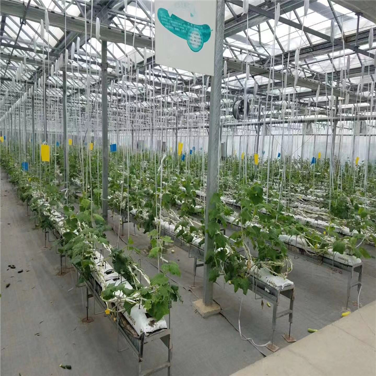 花卉无土栽培 蔬菜育苗温室大棚 花卉玻璃温室 蔬菜玻璃温室