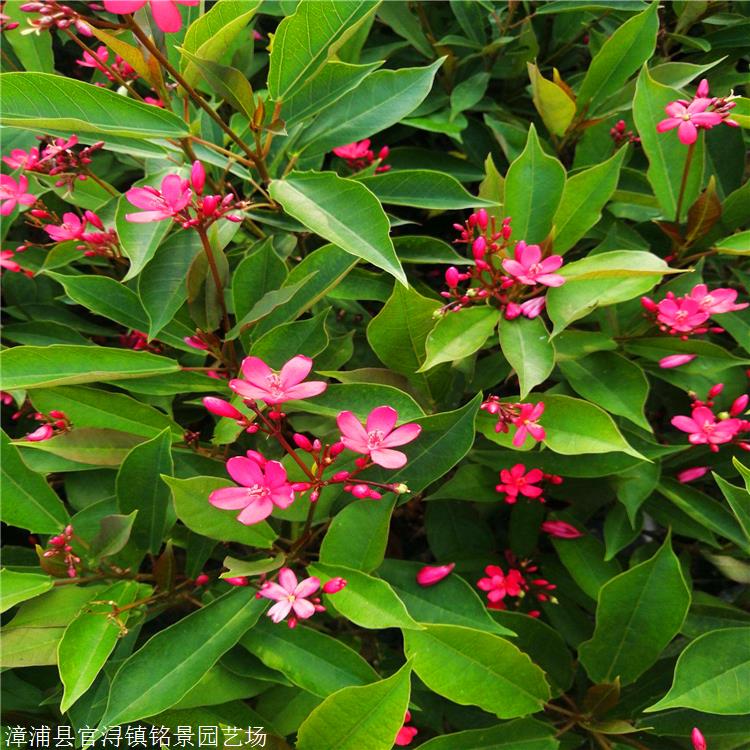 出售琴叶珊瑚吉林琴叶珊瑚盆栽花坛绿化琴叶珊瑚