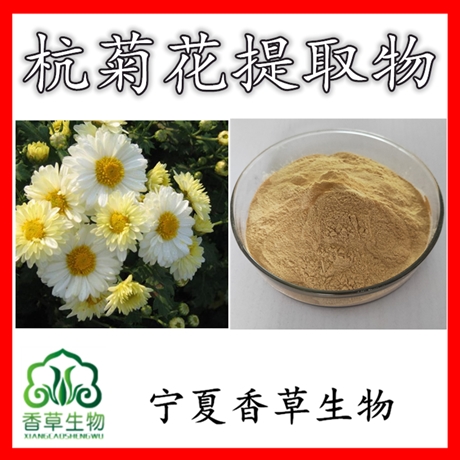 杭菊花提取物杭菊花粉 杭白菊提取物黄酮 菊花提取物