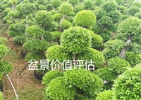 绵阳市城中村无证厂房市场价值评估