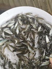 淡水宝石鲈鱼苗 澳洲宝石鲈鱼苗场 宝石鲈鱼市场 空运发货