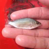 宝石鲈鱼 山西淡水宝石鲈鱼苗 宝石鲈鱼鱼苗