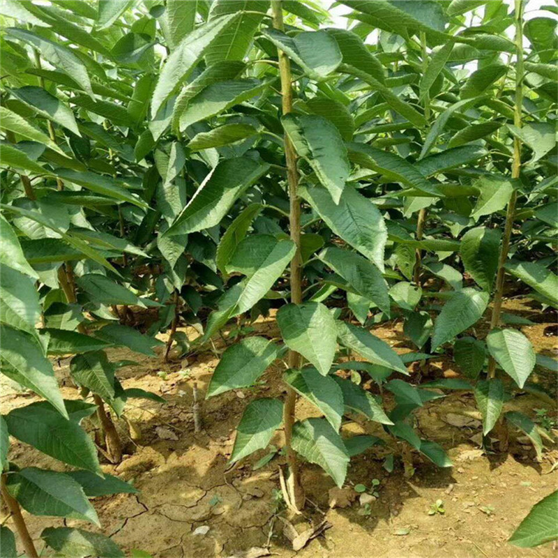 辉煌樱桃苗价格优惠瑞硕农业科迪亚樱桃苗基地直销