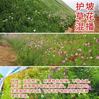 护坡王草籽花草组合边坡固土 复绿四季常青 厂家直销