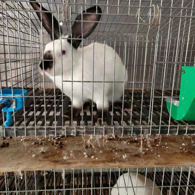 易饲养的肉兔品种 伊拉兔种兔包教技术包回收