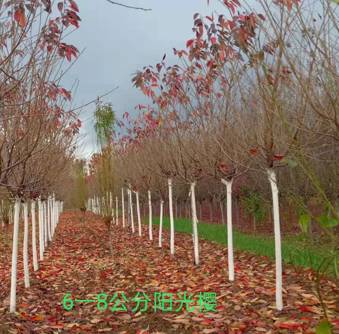 潍坊市樱花树苗供应