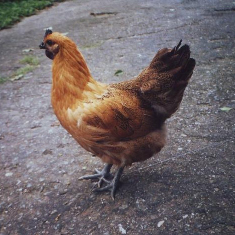 优质麻乌鸡苗批发价格 快大型麻乌鸡苗供应 麻羽乌骨鸡苗孵化场