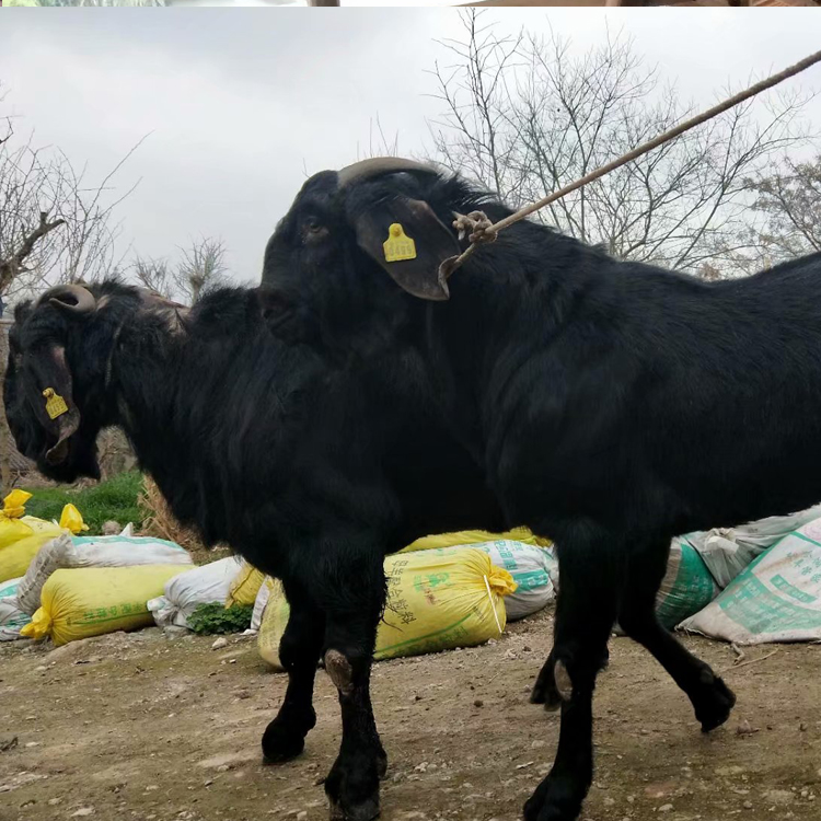 黑山羊養殖育肥基地 銷售肉羊黑山羊 黑山羊小羊羔價格