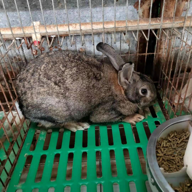 养100只兔子一年利润   比利时兔养殖技术