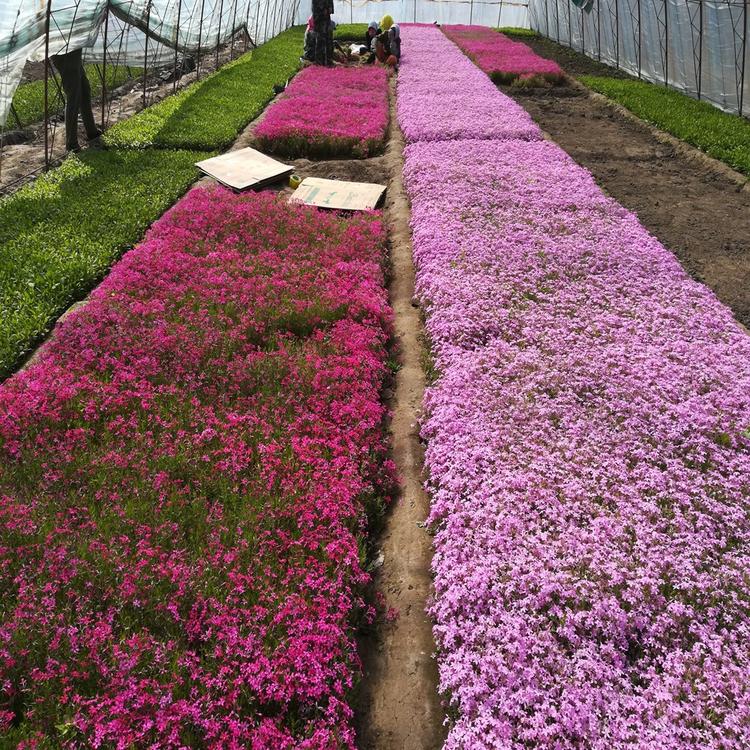 芝櫻花培育中勝芝櫻小苗好養易活