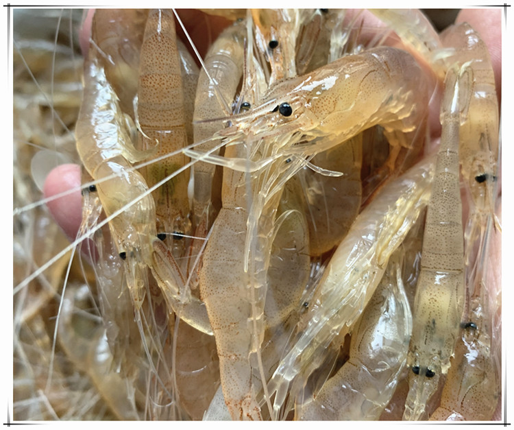 供应淡水湖虾草虾青虾 淡水河虾小白虾批发 东北鲜活小河虾采购图片