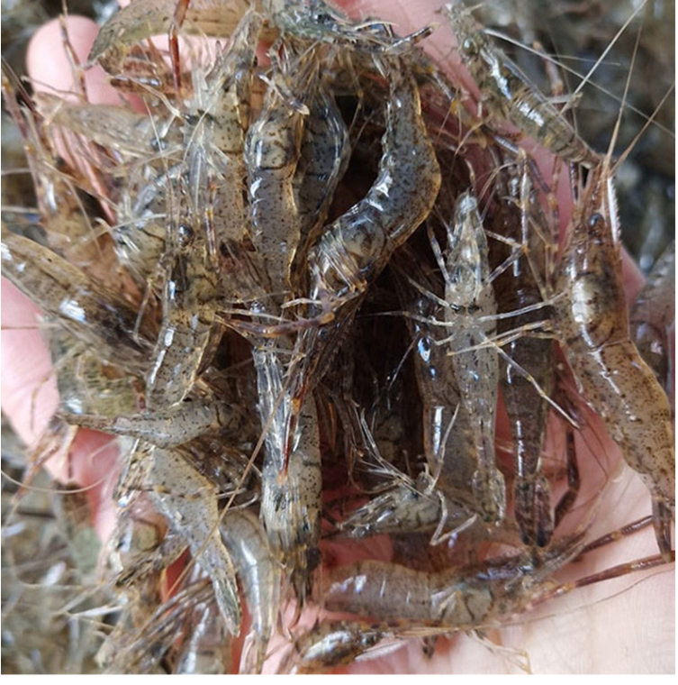 小河虾小白虾鲜活虾 速冻冷冻河虾 东北青虾明虾海鲜淡水产