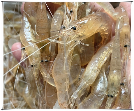 批发零售小河虾青虾小河虾批发多钱一斤农村小鱼小虾收购