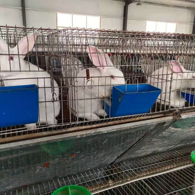 养殖兔子兔舍怎样建山东福农兔业上门规划免费建