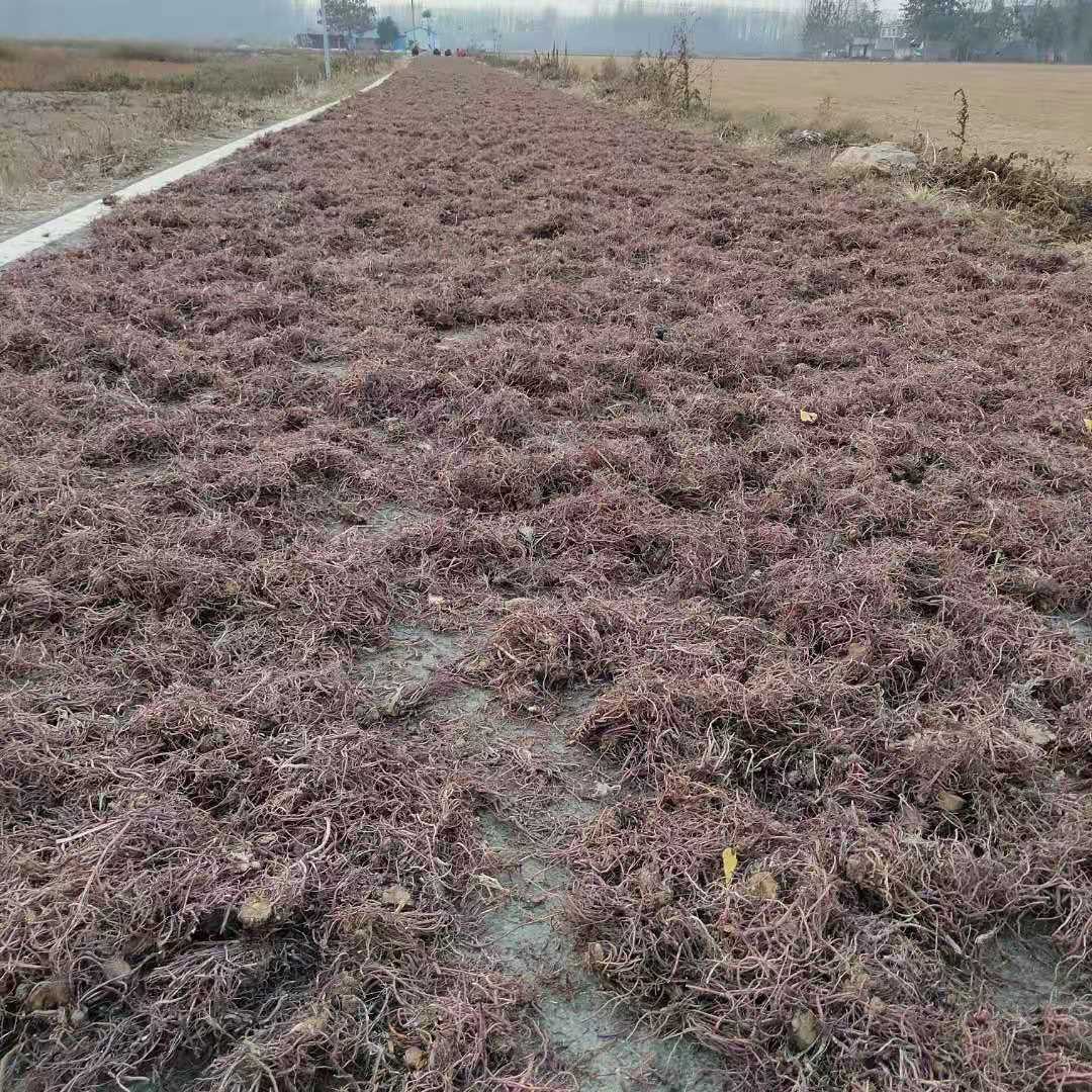 高产紫菀种苗图片