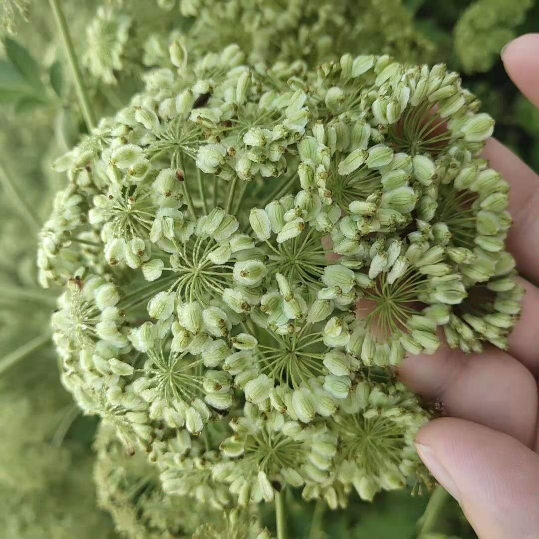 白芷籽原产地直供