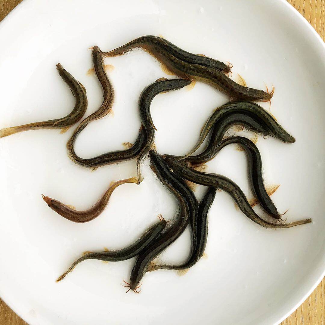 帆布池养殖泥鳅 室内养殖技术 产量高丰收好 月入轻松过万