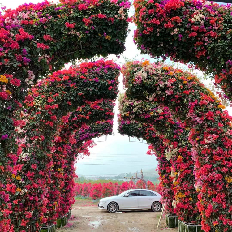 紫茉莉科,叶子花属.三角梅别名:宝巾,详细说明基本参数