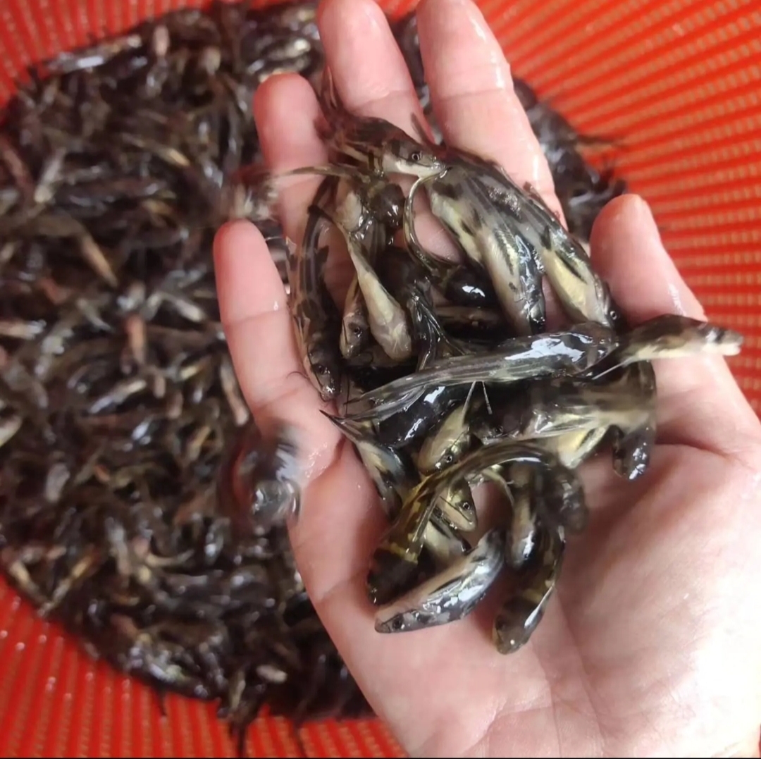 黄骨鱼的养殖方法 黄骨鱼养殖风险大吗