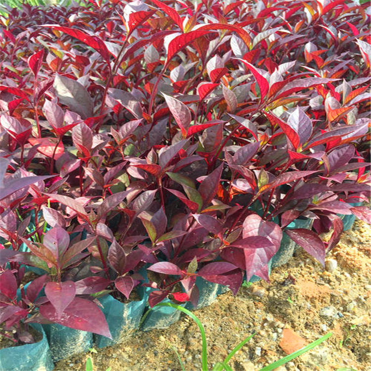 景森出售大叶红草苗 福建大叶红草杯苗 基地直销 欢迎咨询