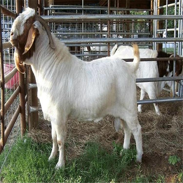 波尔山羊种母羊出售山东养殖场出售波尔山羊提前预定